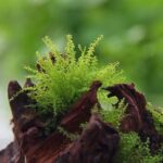 Plagiomnium cf. affine