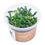 Bucephalandra sp. "Aqua Artica" – Bild 2