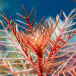 Proserpinaca palustris – Bild 2