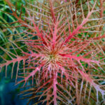 Proserpinaca palustris – Bild 3