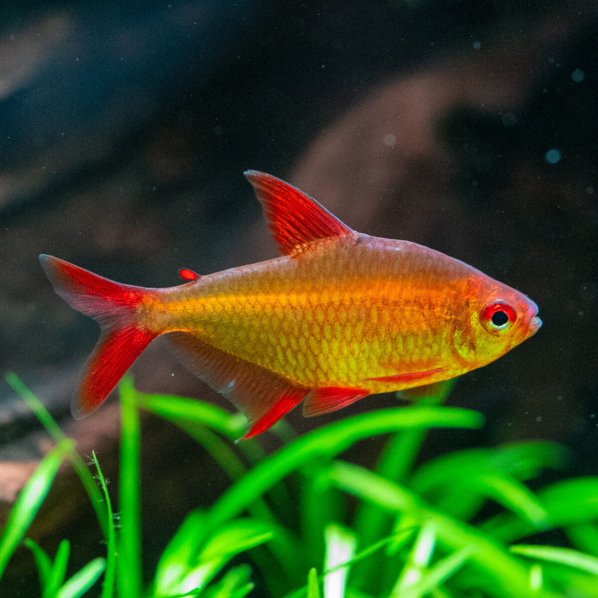 Hyphessobrycon sp. 'Muzel Red Cherry' – Bild 1
