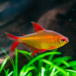 Hyphessobrycon sp. 'Muzel Red Cherry'