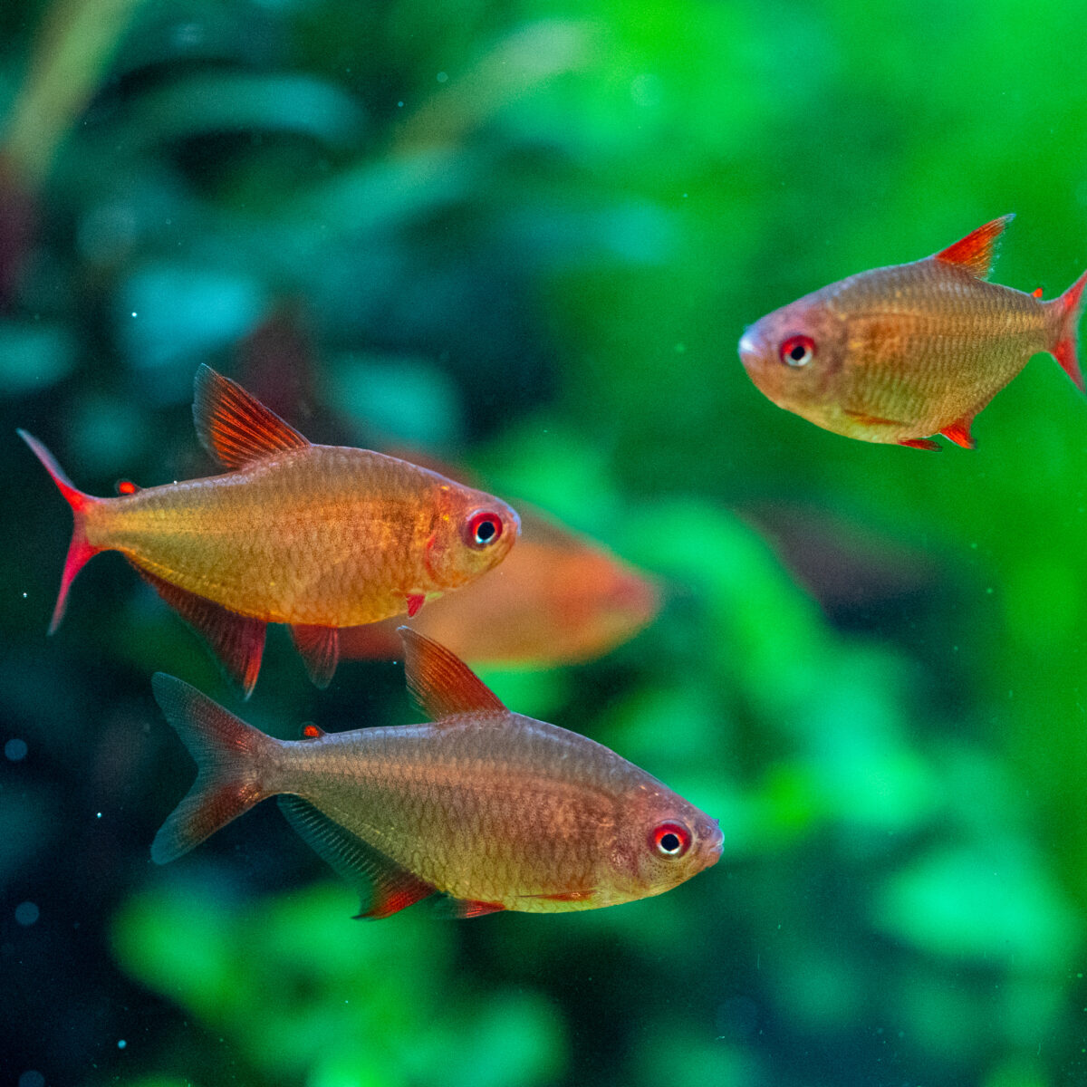 Hyphessobrycon sp. 'Muzel Red Cherry' – Bild 2