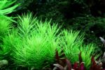 Pogostemon erectus / deccanensis – Bild 2