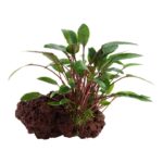 Tropica AquaDecorRock - Cryptocoryne