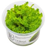 Monosolenium tenerum