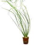 Eriocaulon sp. "Japan Needle Leaf"