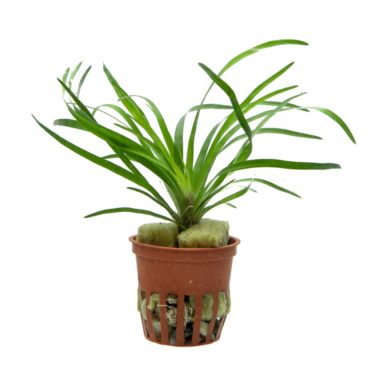Eriocaulon 'vietnam' – Bild 1