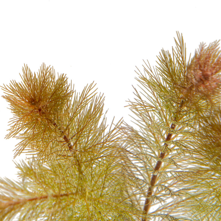 Myriophyllum sp. ‘Roraima’ Liquid Nature