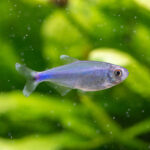 Knodus borki / Blauer Perusalmler