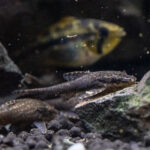 Otothyropsis piribebuy / Brauner Otocinclus