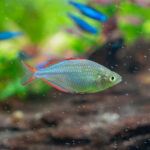 Melanotaenia praecox/ Diamantregenbogenfisch XL