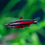 Nannostomus rubrocaudatus / Purpur-Zwergziersalmler