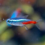 Paracheidoron innesi / Neonsalmler