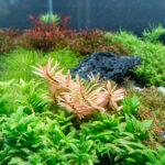 Nesea sp. 'Gold' – Bild 2