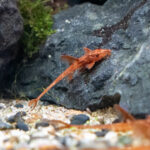 Rineloricaria spec. RED / Roter Hexenwels