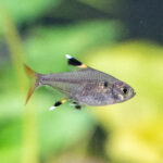 Pristella maxillaris / Sternflecksalmler