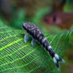 Otocinclus Cocama / Zebra-Otocinclus