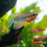 Trichogaster leeri / Mosaikfadenfisch
