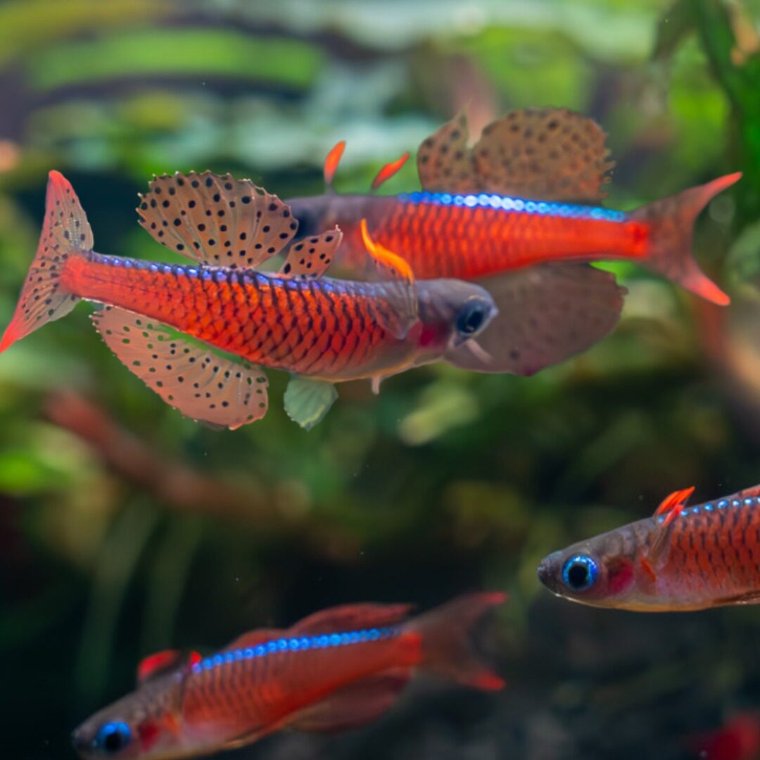 475847355_1009606384521875_6304438946018742948_n Pseudomugil luminatus / Paskas Blauauge – Bild 1