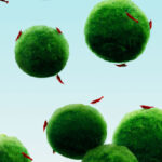 TWoG - Aegagropila Linnaei & Neocaridina Davidi