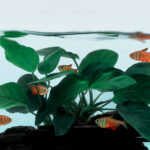 TWoG - Anubias Barteri & Hyphessobrycon Flammeus