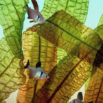 TWoG - II - A.Boivinianus & Hyphessobrycon megalopterus