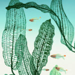 TWoG - A.Madagascariensis & Trochilocharax Ornatus