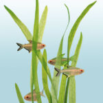 TWoG - Vallisneria Spiralis & Hyphessobrycon Pulchripinnis