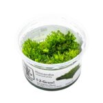 3 + 1 Bundle: Riccardia chamedryfolia - Tropica 1-2-Grow!
