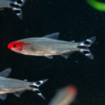 Petitella bleheri/ Rotkopfsalmler
