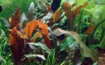 Cryptocoryne wendtii 'Mi Oya' – Bild 2