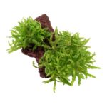 Tropica AquaDecorRock - Pogostemon helferi