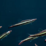Nannostomus eques / Spitzmaul Ziersalmler