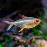 Hyphessobrycon pulchripinnis / Zitronensalmler