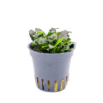 Anubias nana 'Kirin' Mini