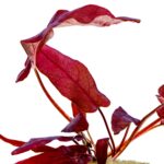 Barclaya longifolia – Bild 3