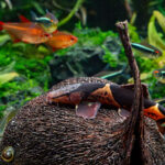 Liquid Garden Badam Nuss XXL - 12-15 cm – Bild 3