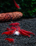 Neocaridina davidi 'Red Sakura' / Red Sakura-Garnele – Bild 2