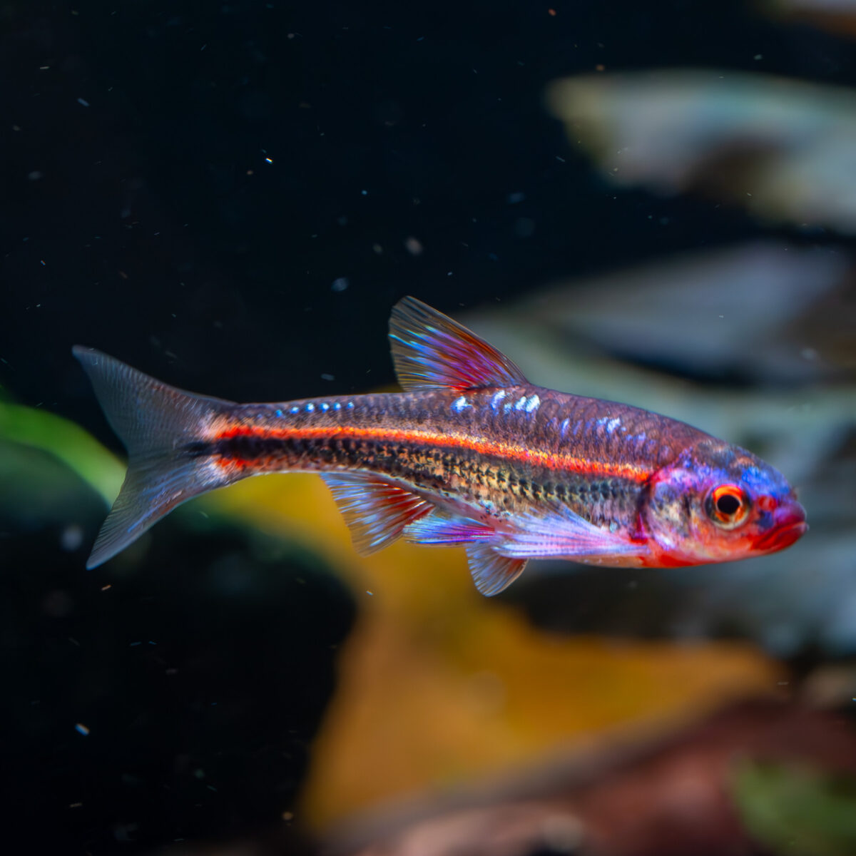 Notropis Chrosomus / Regenbogenelritze – Bild 1