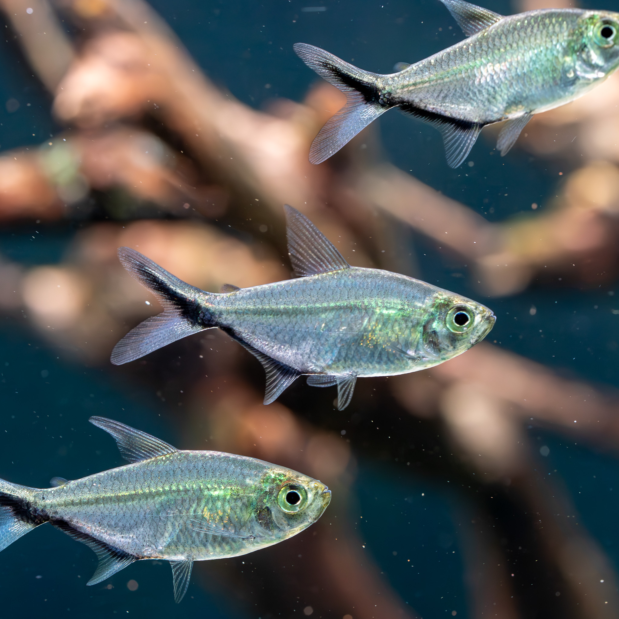 Schwarzliniensalmler Moenkhausia costae Moenchausia costae / Schwarzliniensalmler – Bild 1