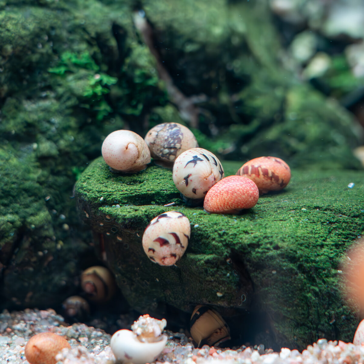 Geweihschnecke/Clithon sp. – Bild 1