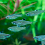 Brevibora dorsiocellata / Augenfleckbärbling