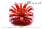 Drosera nidiformis x natalensis – Bild 2