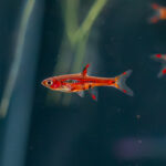 Boraras brigittae / Moskitobärbling