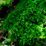 Pilotrichaceae sp. - Pilo Moos – Bild 2