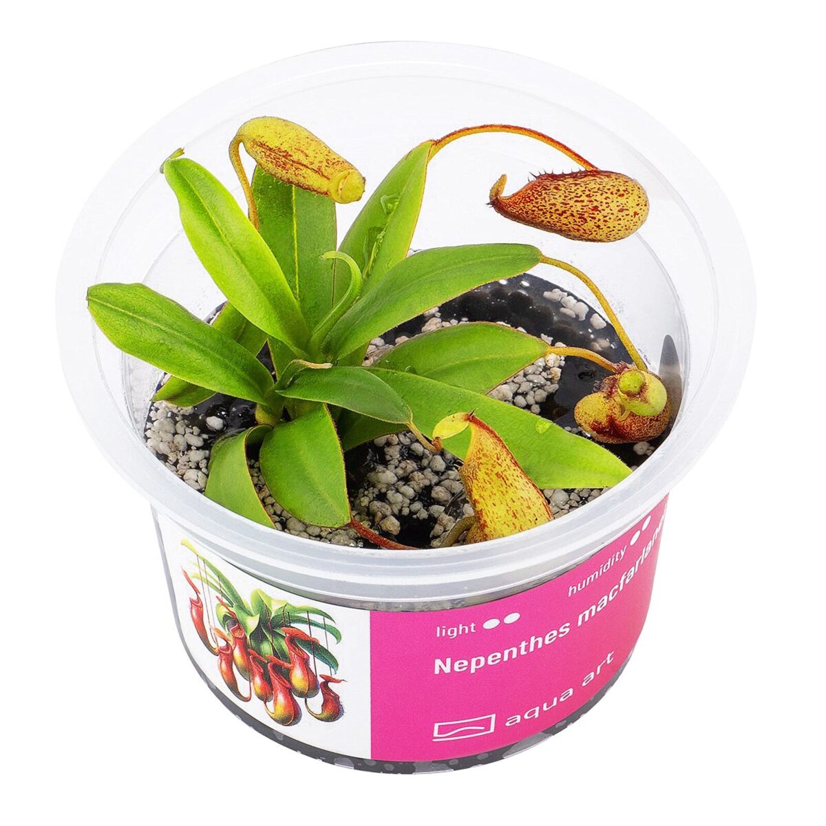 Nepenthes macfarlanei / Macfarlanes Kannenpflanze – Bild 1