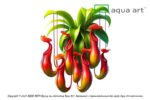Nepenthes macfarlanei / Macfarlanes Kannenpflanze – Bild 2