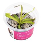 Pinguicula 'Calderoniae - Llano del Conejo'/ Calderons Fettkraut 'Llano del Conejo'