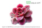 Pinguicula ‘Florian' / Fettkraut sp. 'Florian' – Bild 2